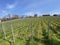 Vineyard plantations over Lake Zurich, Erlenbach ZH - Canton of ZÃ¼rich Zurich or Zuerich, Switzerland Schweiz