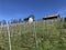 Vineyard plantations over Lake Zurich, Erlenbach ZH - Canton of ZÃ¼rich Zurich or Zuerich, Switzerland Schweiz