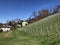 Vineyard plantations over Lake Zurich, Erlenbach ZH - Canton of ZÃ¼rich Zurich or Zuerich, Switzerland Schweiz