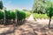 Vineyard of Pompeii, Italy