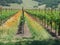 Vineyard with poppies