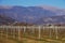 Vineyard in the Prealpi Venete below Mt.Visentin