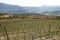Vineyard in Priorat, Spain
