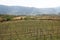 Vineyard in Priorat, Spain