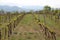 Vineyard in Priorat, Spain