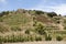 Vineyard in Priorat in Spain