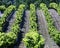 vineyard, Provence, France