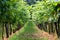 Vineyard in Radebeul Saxony / Germany