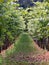 Vineyard in Radebeul Saxony / Germany