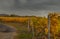 Vineyard at rainy day