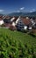 Vineyard in Rapperswil, Switze