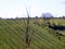 On a vineyard, reaching rows of grape bushes in perspective to the horizon