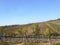 On a vineyard, reaching rows of grape bushes in perspective to the horizon