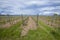 Vineyard in the Rheingau, the wine area at river Rhine