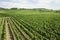 Vineyard in rhine valley,germany,europe.