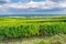 Vineyard in ribeauville, france