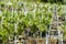 Vineyard in The Ribeira Sacra, Galicia Spain