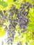 Vineyard, ripe berry blue, autumn
