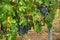 Vineyard with ripe grapes. Beautiful grape yard with bunch of grapes