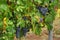 Vineyard with ripe grapes. Beautiful grape yard with bunch of grapes