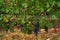 Vineyard with ripe grapes. Beautiful grape yard with bunch of grapes