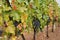 Vineyard with ripe grapes. Beautiful grape yard with bunch of grapes