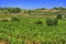 Vineyard with ripe grapes in Catalonia, Spain