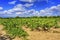 Vineyard with ripe grapes in Catalonia, Spain