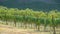 Vineyard with ripe grapes in countryside