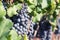 Vineyard. Ripe grapes in fall