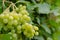 Vineyard ripe white grapes in autumn harvest season. Close up