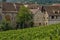 Vineyard of Riquewihr in Alsace