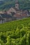 Vineyard of Riquewihr in Alsace