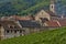 Vineyard of Riquewihr in Alsace