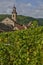 Vineyard of Riquewihr in Alsace