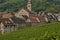 Vineyard of Riquewihr in Alsace
