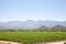 Vineyard in the Robertson Wine Valley, Western Cape Winelands, South Africa