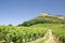 Vineyard, with Roche de Solutre. Beaujolais.