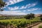 vineyard with rolling hills and blue sky, a classic view of the wine country
