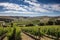 vineyard with rolling hills and blue sky, a classic view of the wine country