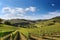 vineyard with rolling hills and blue sky, the ideal setting for a peaceful moment