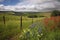 vineyard with rolling hills and fields of wildflowers