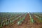 Vineyard in Romania