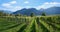 Vineyard with rose grapes, alpine landscape grisons, switzerland