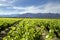 Vineyard in Roussillon