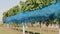 Vineyard row of grape covered by blue bird protection net