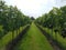 A vineyard row of grapes growing summer season Yorkshire Dunesforde England UK