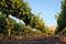 Vineyard row leading to mountains