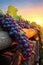 Vineyard Rows in Autumn. vibrant sunset. grapes