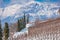 Vineyard rows and cypresses on a hill in Trentino-Alto Adige against mount Paganella